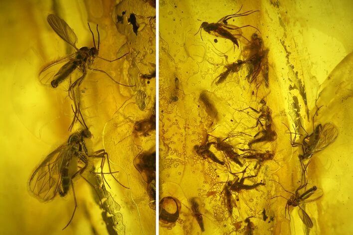 Fossil Fly Swarm (Diptera) In Baltic Amber #200195